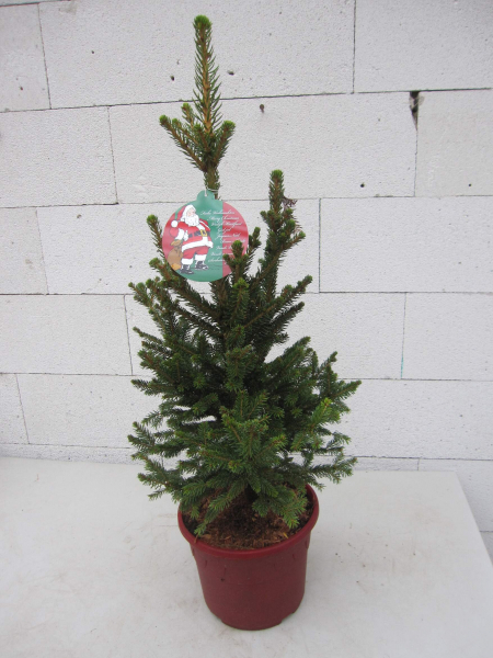 Picea abies Wills Zwerg 1